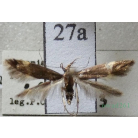 Oxypteryx atrella (Denis & Schiffermüller, 1775) Czech27a